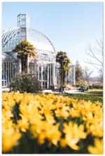Load image into Gallery viewer, &#39;Daffodils at the Botanical Garden&#39; – Print
