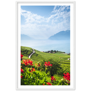 'Overlooking the Lavaux Vineyards' - Framed