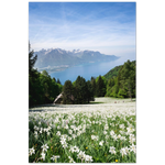 Load image into Gallery viewer, &#39;Narcisses field overlooking Lac Léman&#39; - Print
