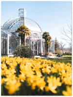 Load image into Gallery viewer, &#39;Daffodils at the Botanical Garden&#39; – Print
