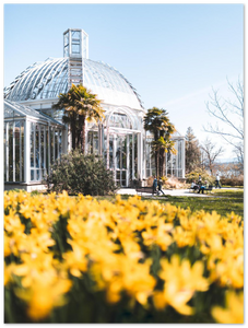 'Daffodils at the Botanical Garden' – Print